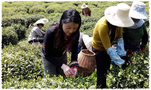 Luan Guanpian Tea Picking