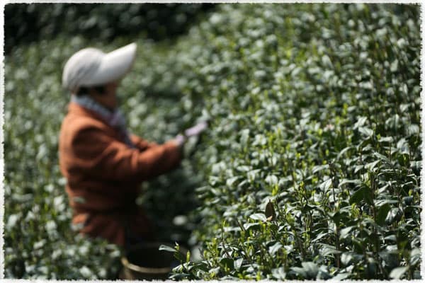 Longjing Qunti tea tree