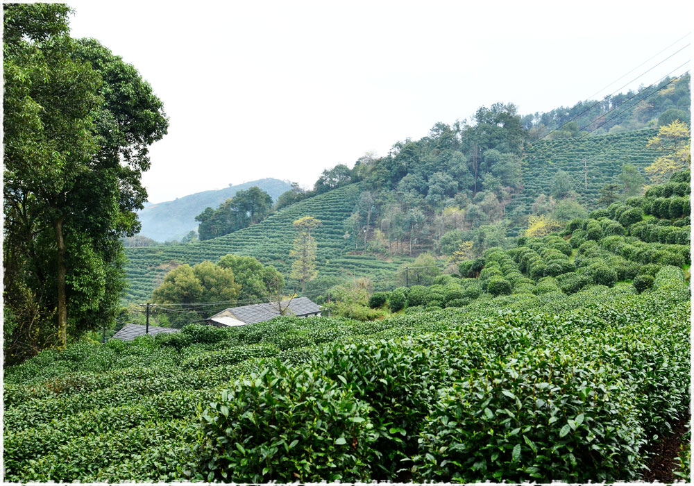 Long Jing Tea Garden