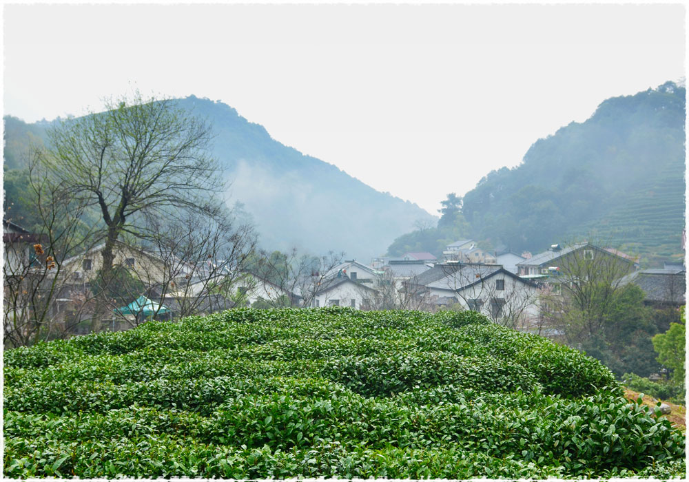 Long Jing Tea Garden