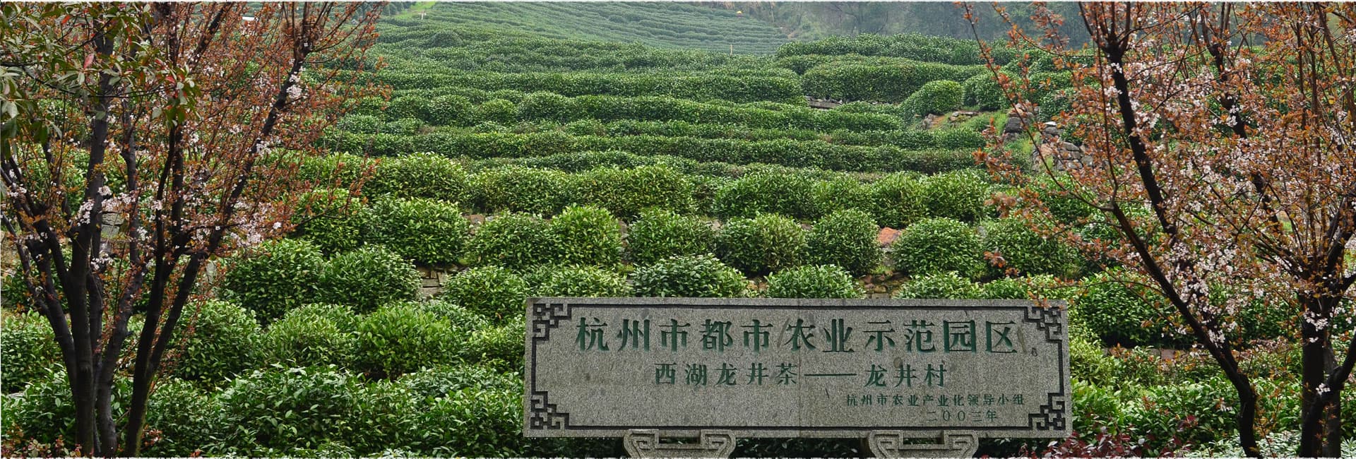 Longjing Village Tea Garden