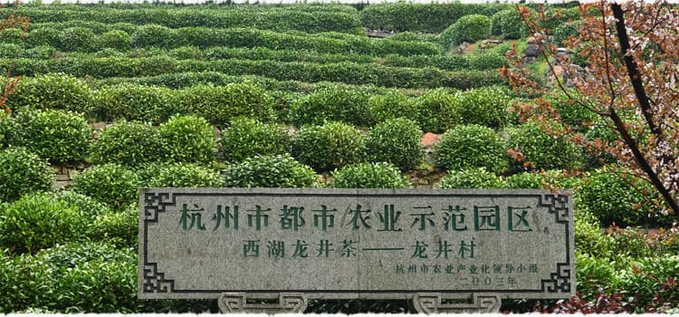 Longjing Village Tea Garden