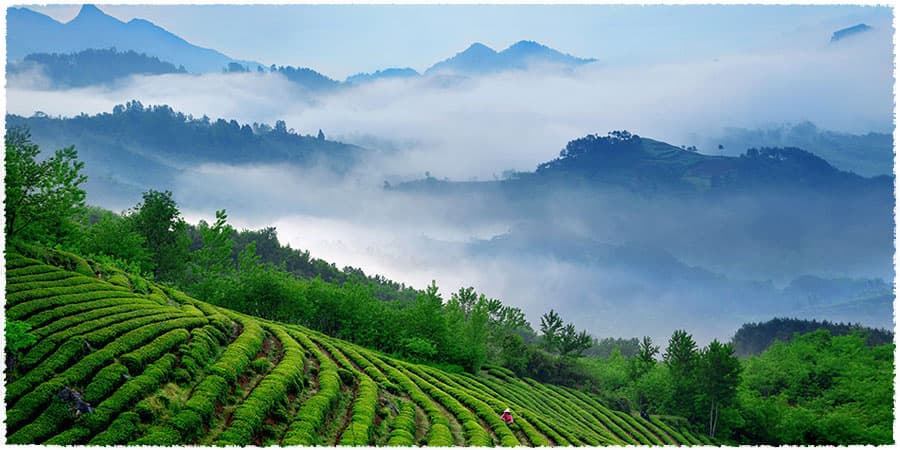 Wu Lao Feng Tea Garden