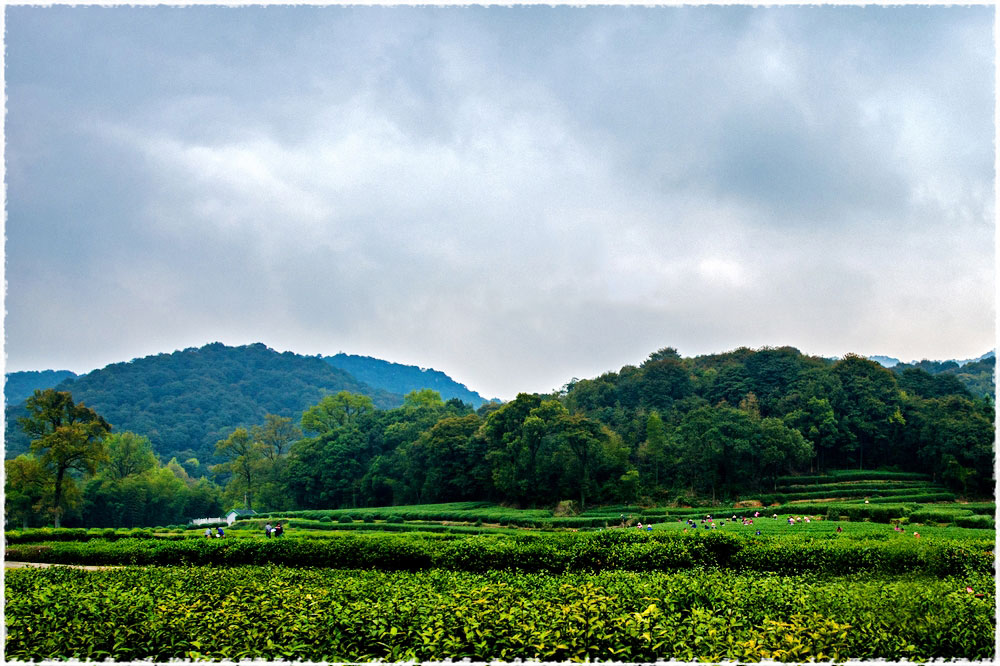 Longwu Tea Garden