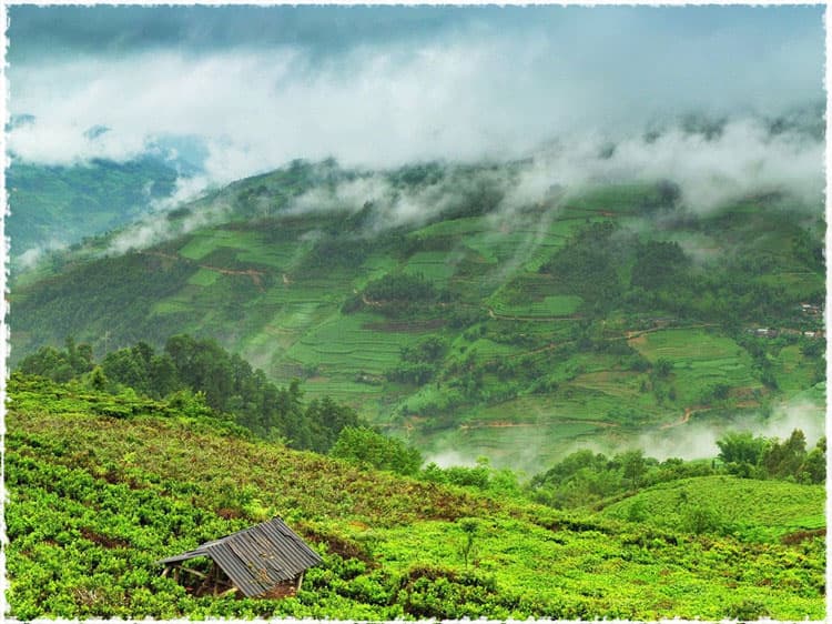 Nanling Tea Garden