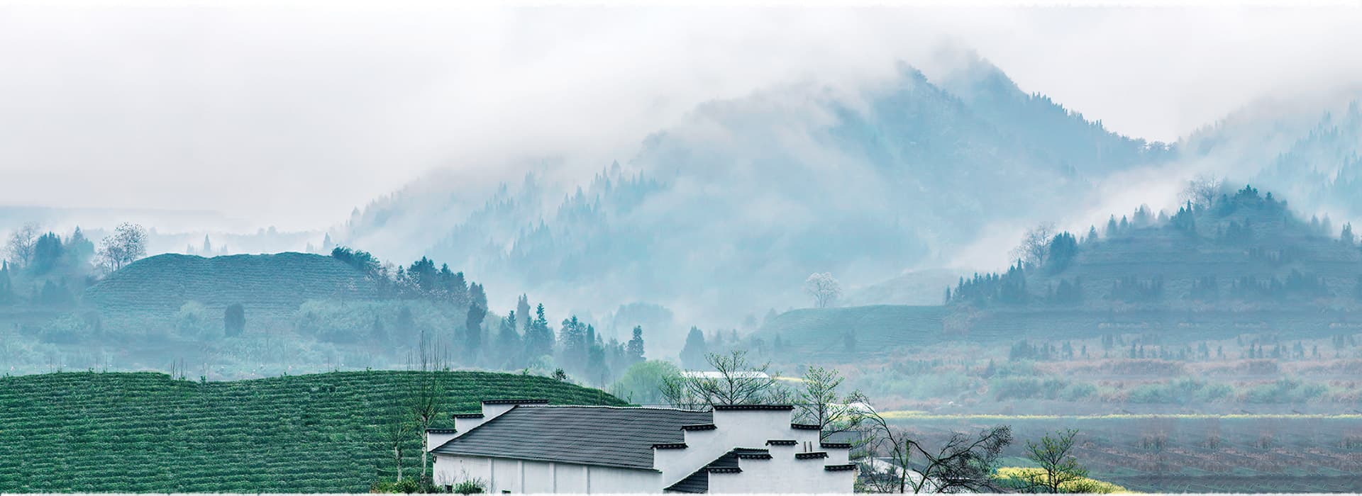 Qiandao Lake Tea Garden