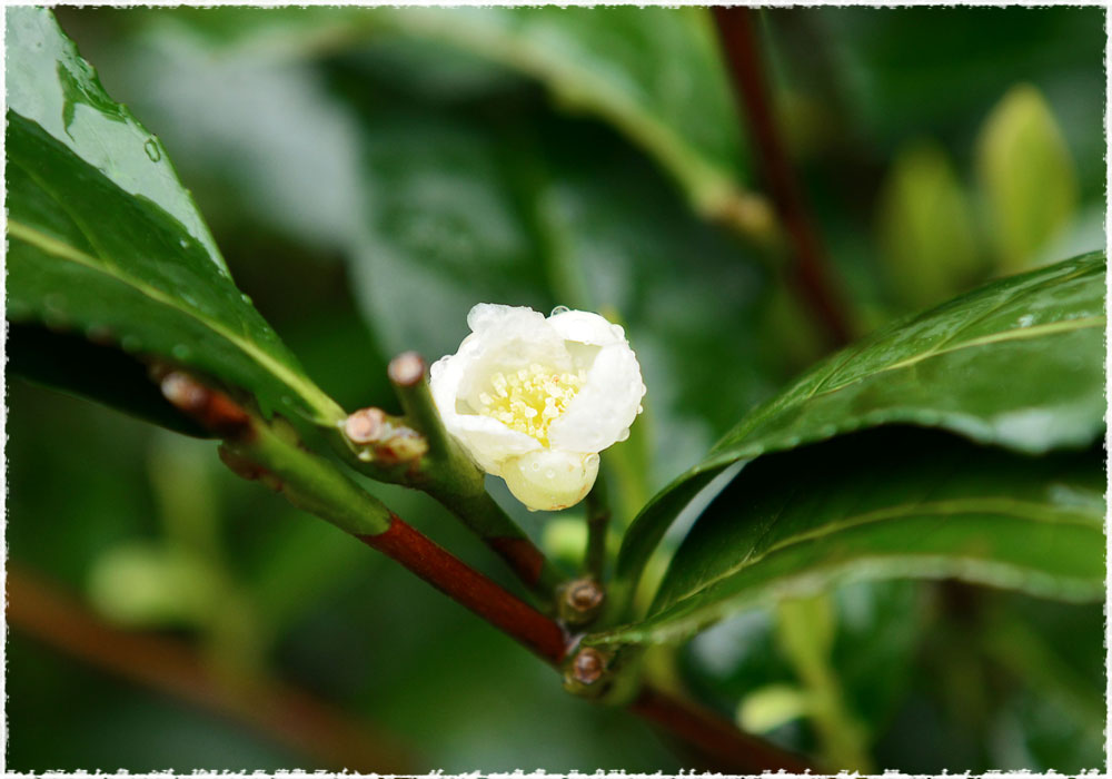 Tea Flower