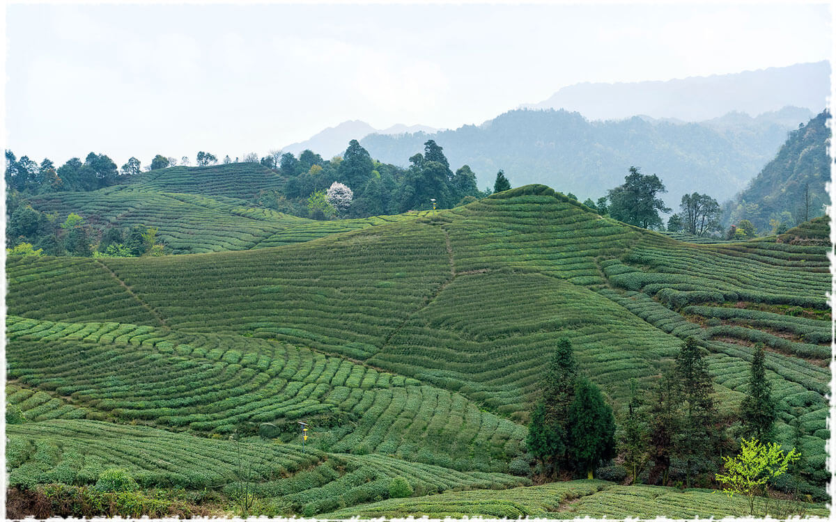 Tian Gong Shan Tea Garden