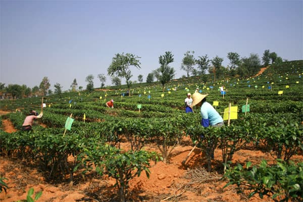 Wenyang Tea Garden