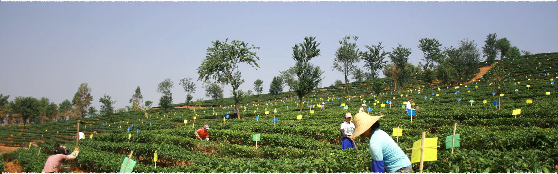 Wenyang Tea Garden