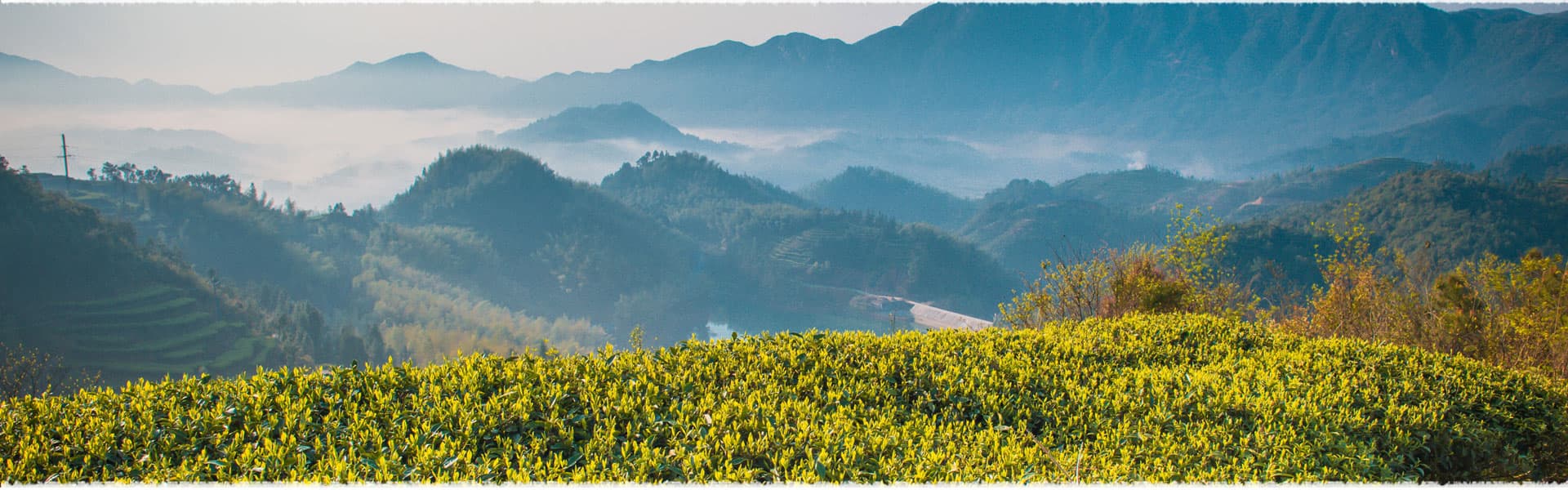 Wenyang Tea Garden