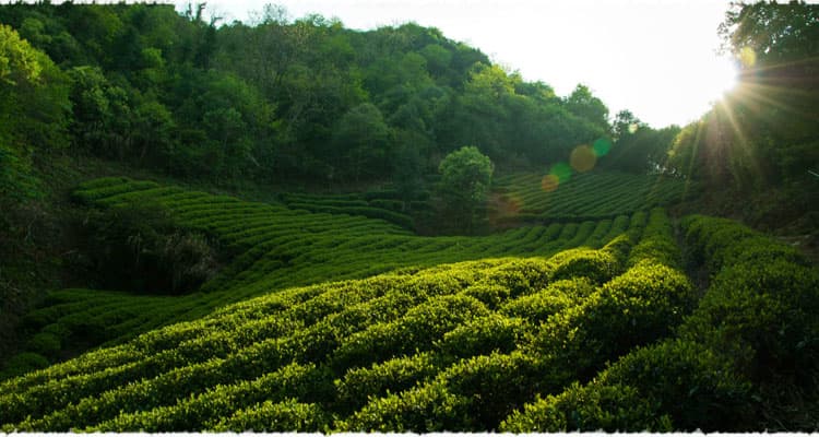 Jinshan Organic Tea Garden in Jiangxi