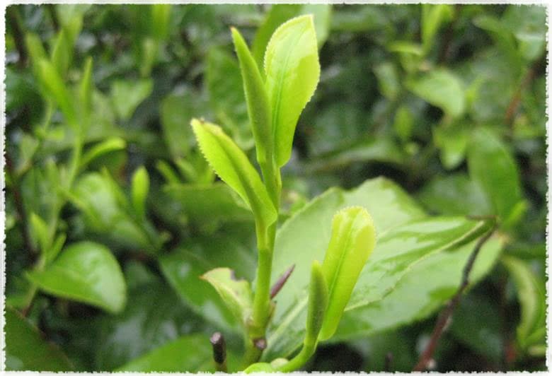 Xinyang 10 tea bush