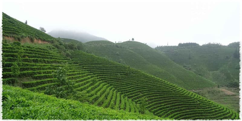Yaming Bai Hao tea garden