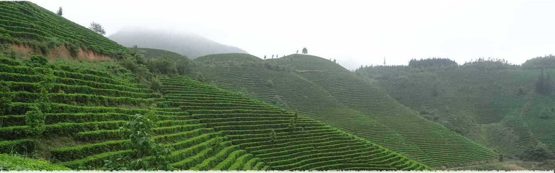 Yaming Bai Hao tea garden