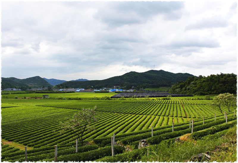 yu zhu tea garden