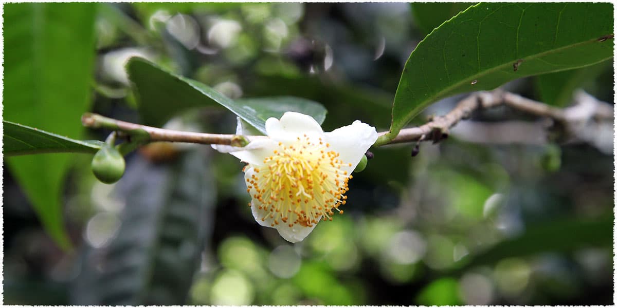 Camellia