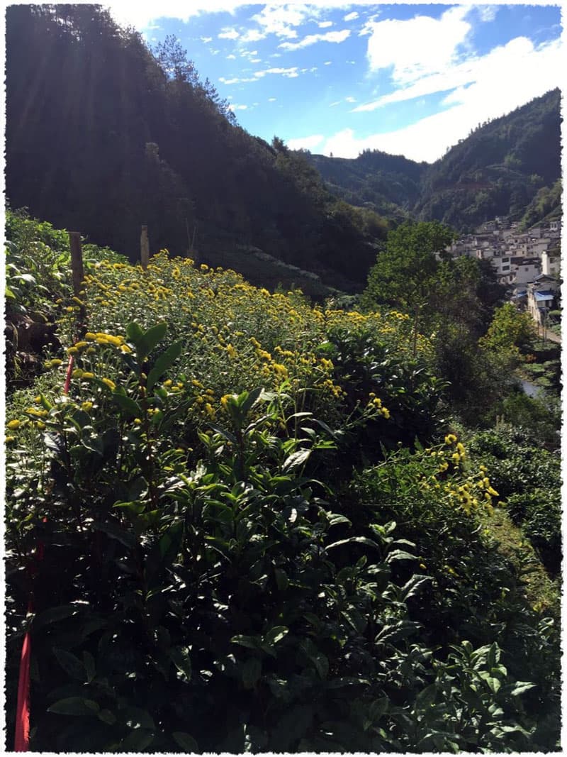Chrysanthemum area