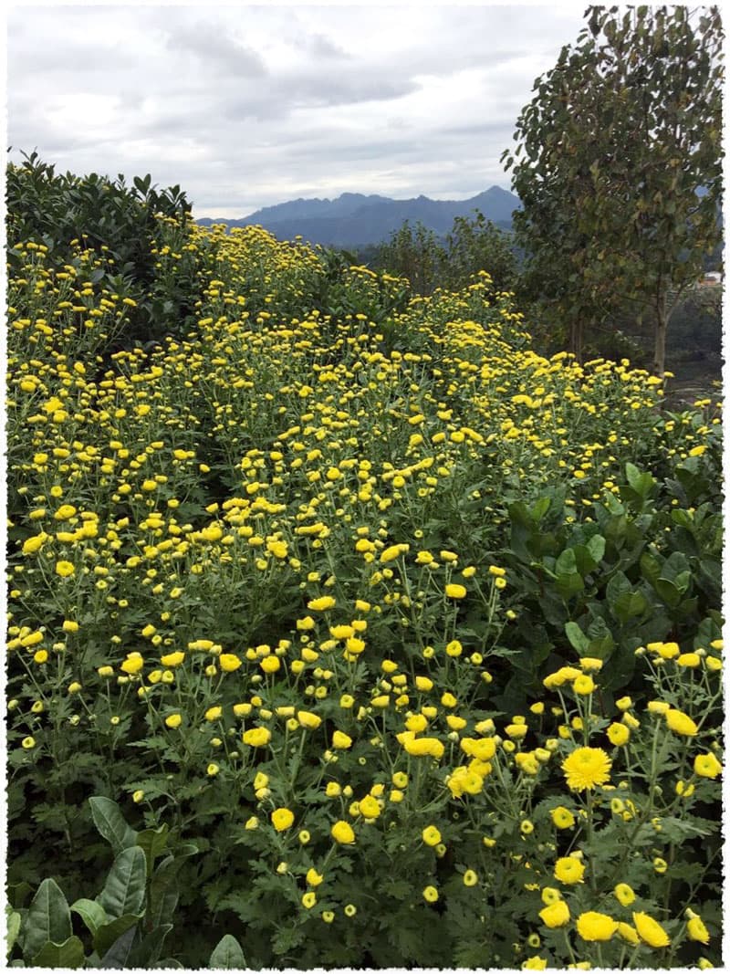 Chrysanthemum area