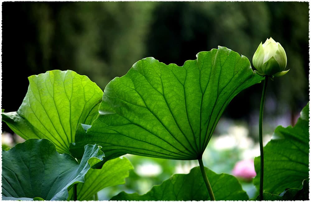 Fresh Lotus