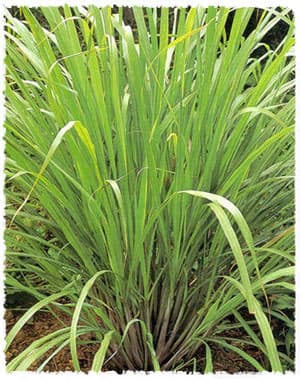 Lemon Grass Plants