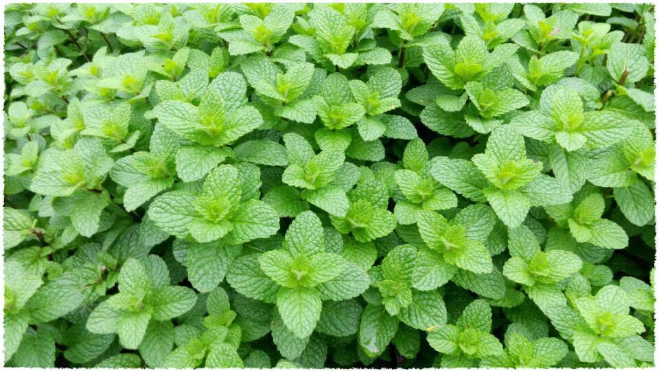 Mint Leaf Plant