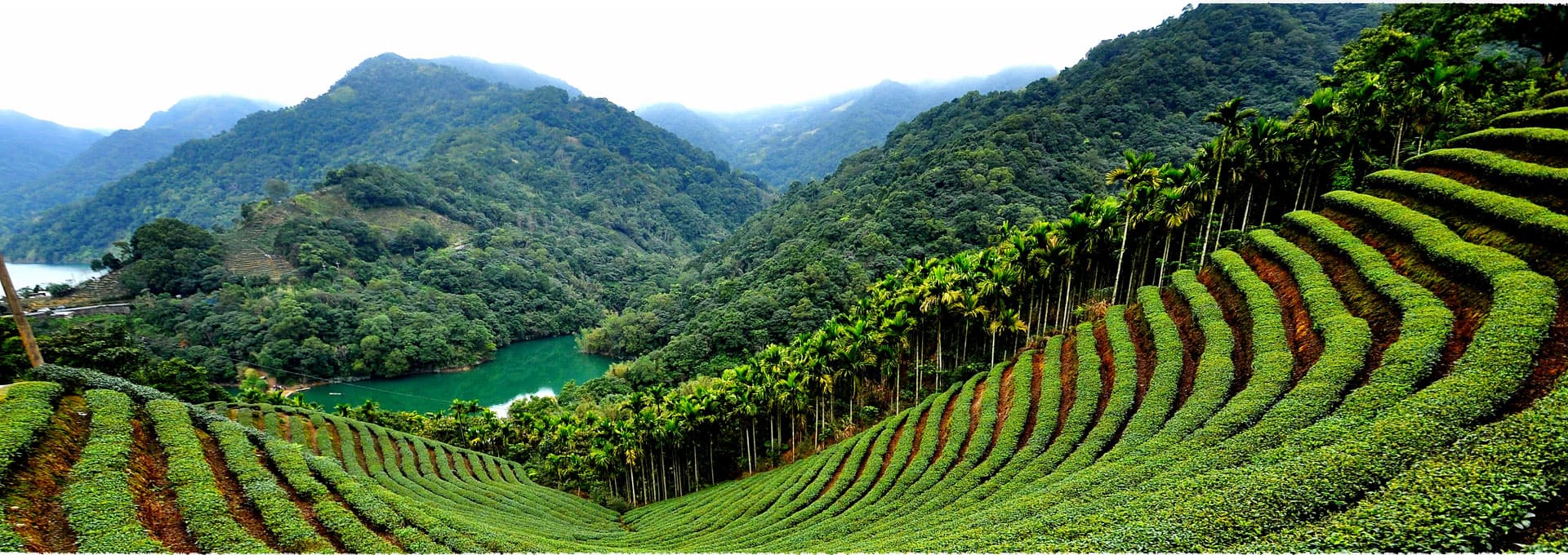 Chashancun Tea Garden