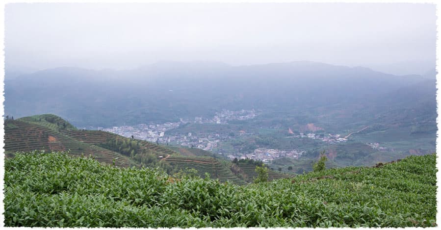 An Shan Tea Garden