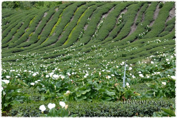 Calla lily in the tea garden