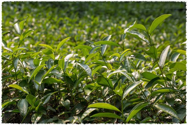 Da Hong Pao Tea Bush