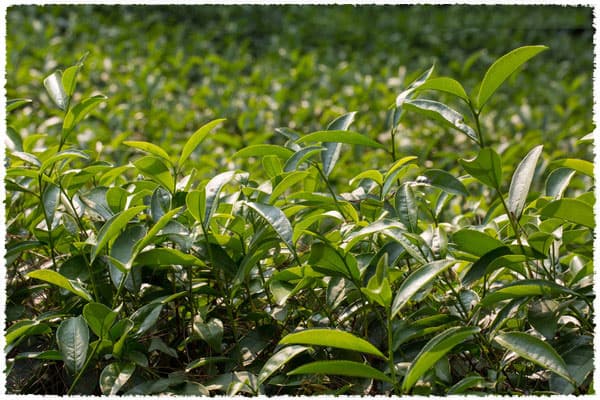 Da Hong Pao Tea Bush