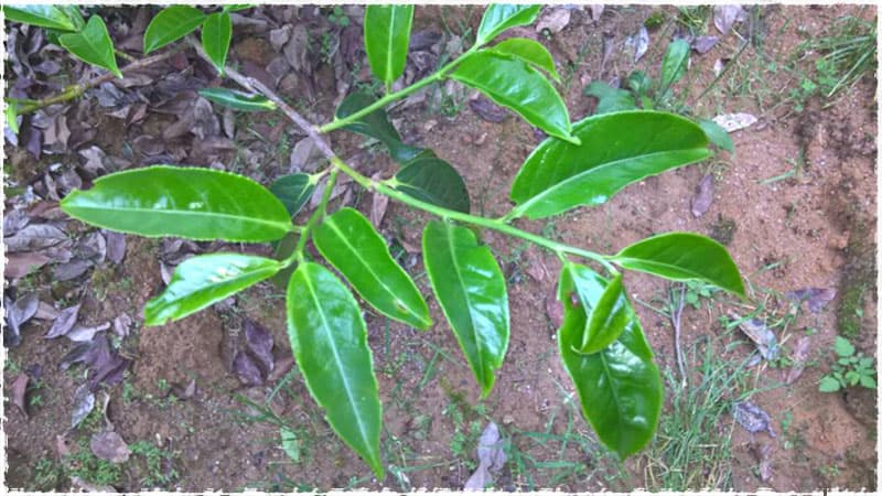 Da Wuye Dancong Tea trees