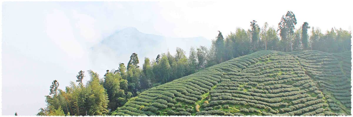 Dazhai Shan Tea