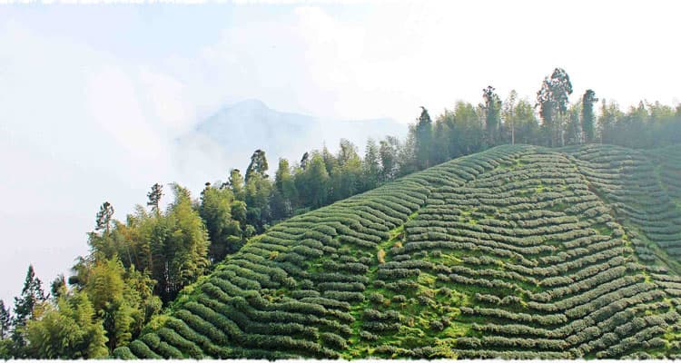 Dazhai Shan Tea