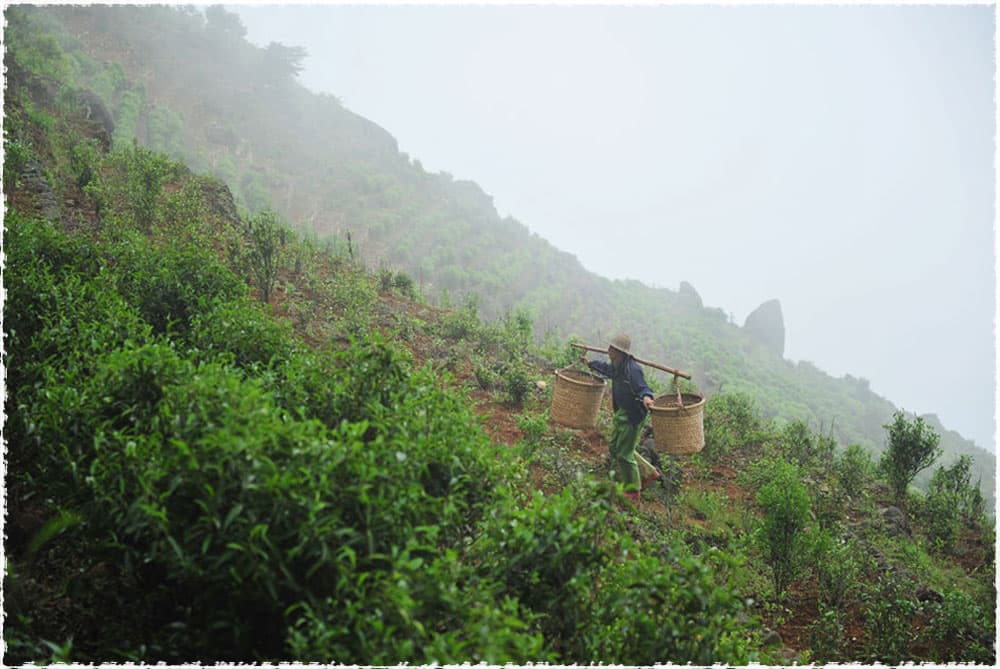 Shi Tou Jiao Tea Garden