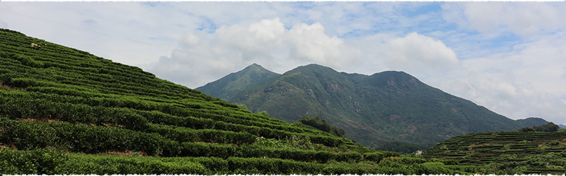 Shi Tou Jiao Tea Garden