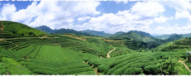 Fujing Tea Garden