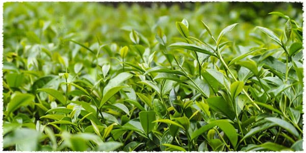 Huang guan yin tea bush