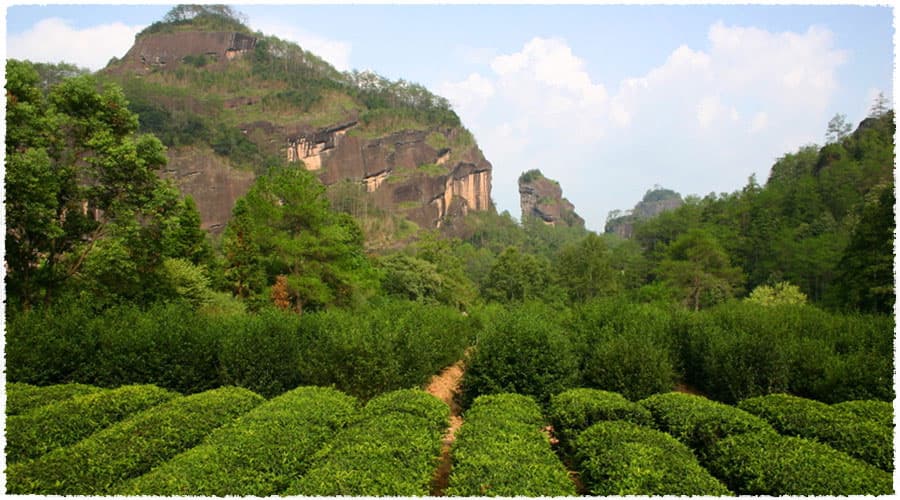 Huxiao Yan Tea Garden