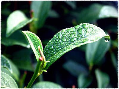 Jinxuan tea bush