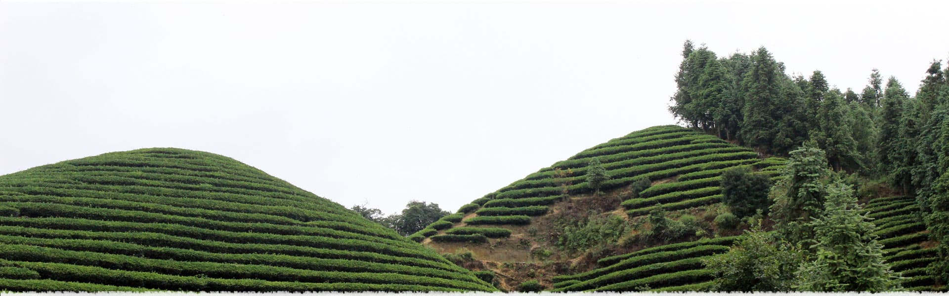 Langangyan Tea Garden