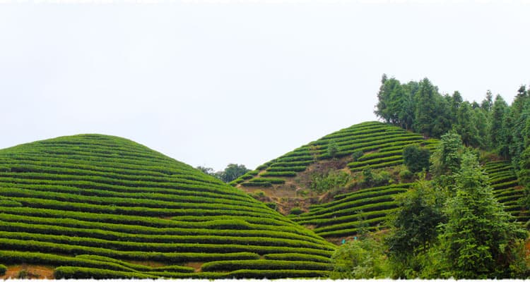 Langangyan Tea Garden
