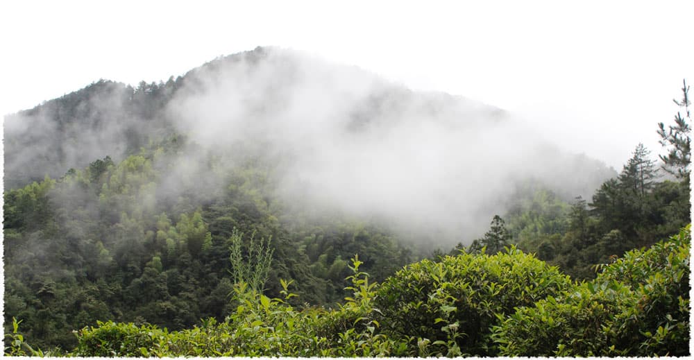 Langangyan Tea Garden