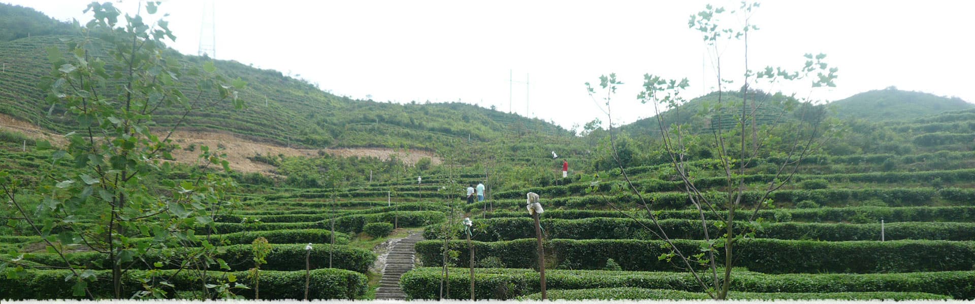 Long Juan Tea Garden