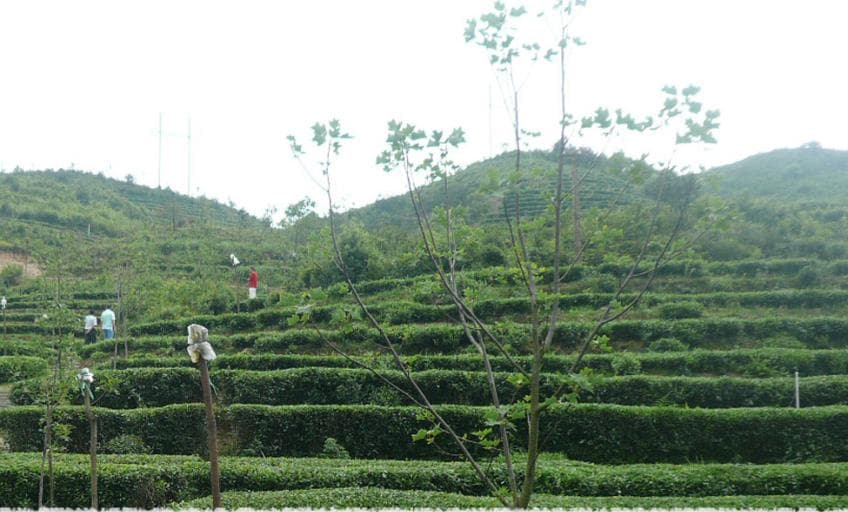 Long Juan Tea Garden
