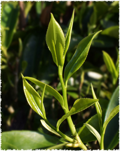 Mi Lan Xiang Tea trees