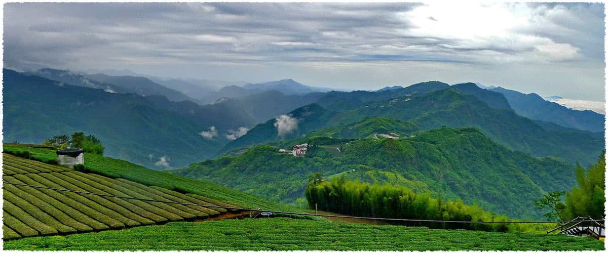 Yong Feng Organic Tea Garden