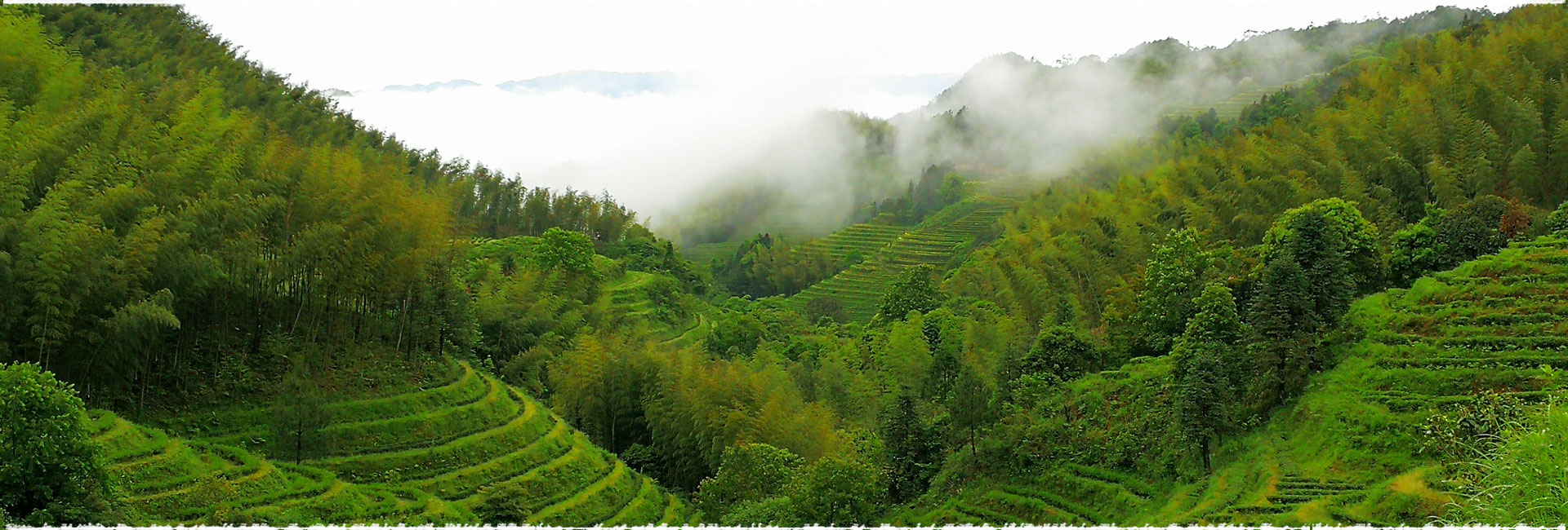 Pan Lan Tea Garden