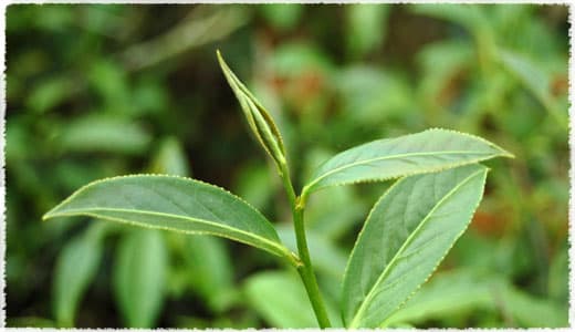 Qingxin Oolong tea bush