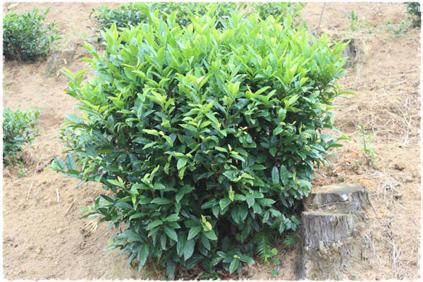 Rou Gui tea bush